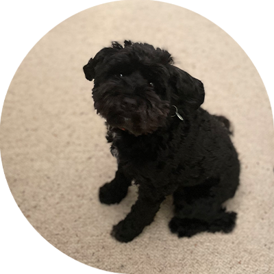 A black dog sitting on a cream carpet